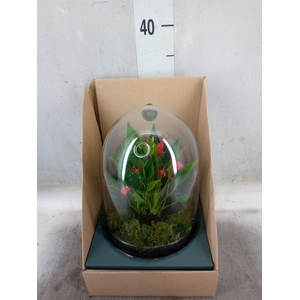 Arr.  Anthurium H%