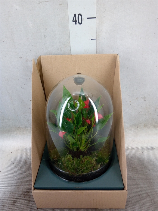 <h4>Arr.  Anthurium H%</h4>