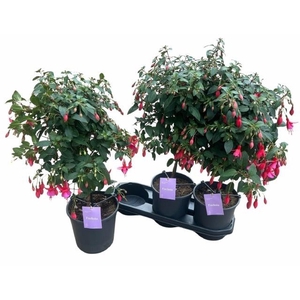 FUCHSIA OV