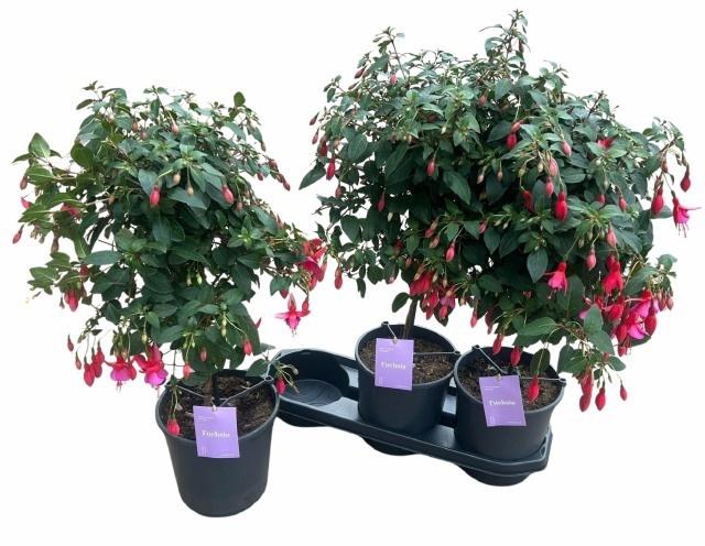 <h4>FUCHSIA OV</h4>