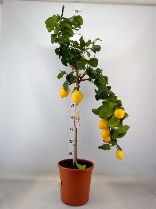 <h4>Citrus   ...</h4>