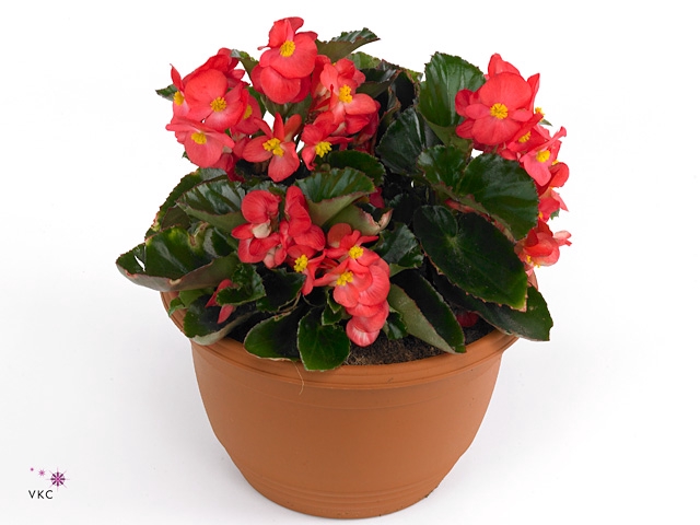Begonia 'Glory Garden' Red