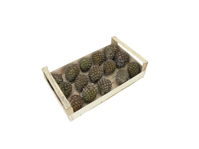 <h4>Pinecone Oostenrijker ( X15 )</h4>