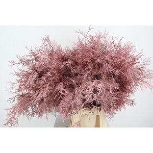 Coniferen Bs Antique Pink