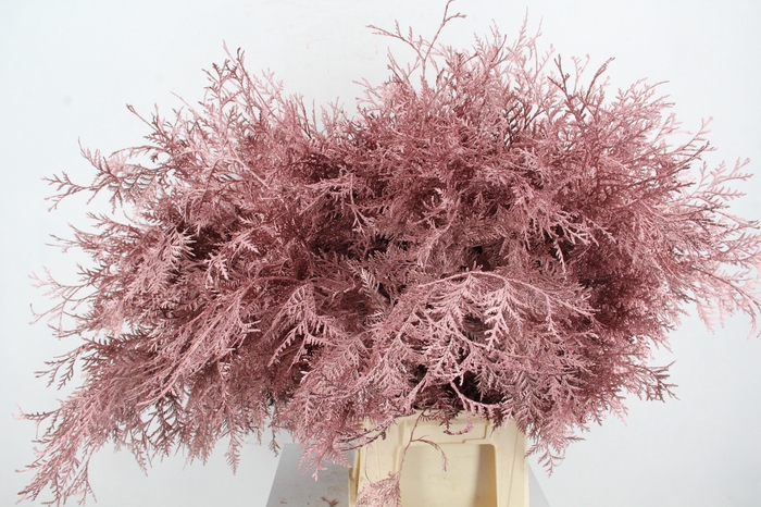 <h4>Coniferen Bs Antique Pink</h4>