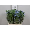 Myos Blauw Atlantis