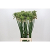 Allium Nectaroscordum Siculum
