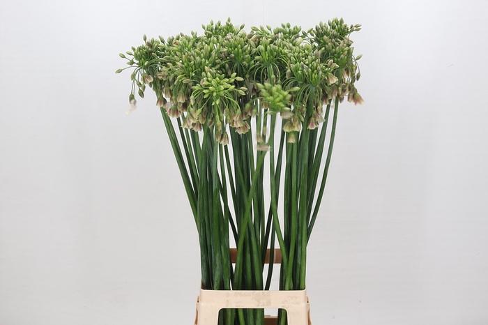 <h4>Allium Nectaroscordum Siculum</h4>