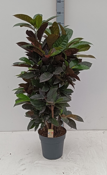 <h4>COD KL MRS ICETON</h4>