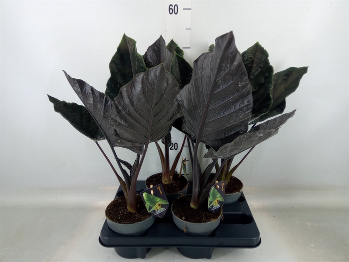 <h4>Alocasia   ...</h4>