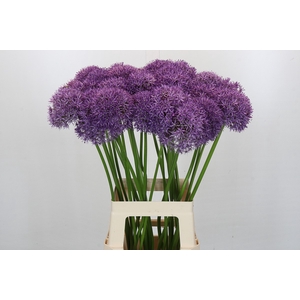 Allium Pinball Wizard