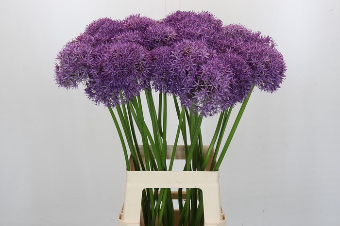 <h4>Allium Pinball Wizard</h4>
