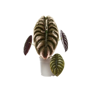 ALOCASIA CUPREA P15