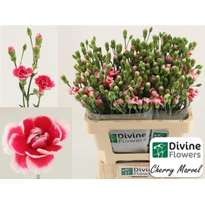 Dianthus TR 'Cherry Marvel'