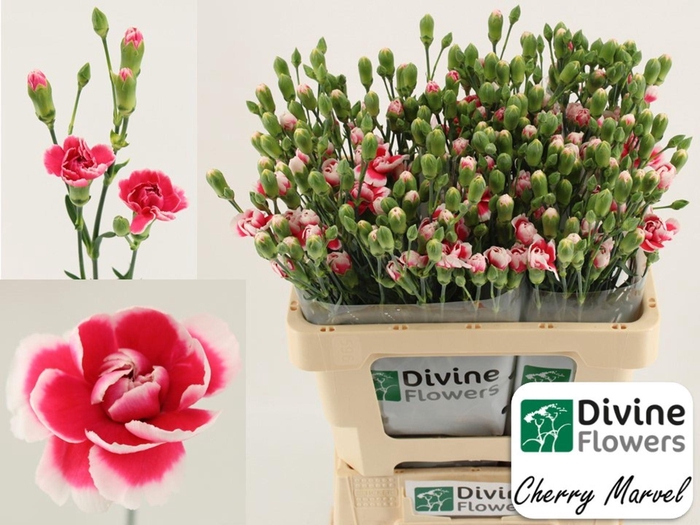<h4>Dianthus TR 'Cherry Marvel'</h4>