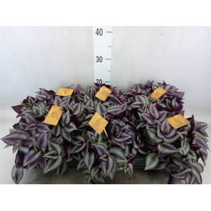 Tradescantia zebr. 'Purpusii'