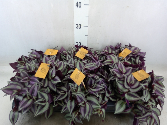 <h4>Tradescantia zebr. 'Purpusii'</h4>
