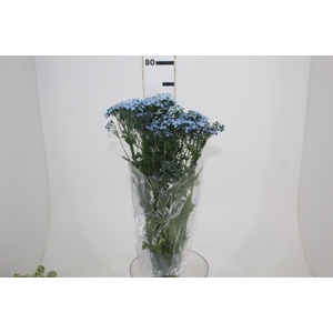 ACHILLEA MILLEFOLIUM AZUL TINTURADA 070 CM