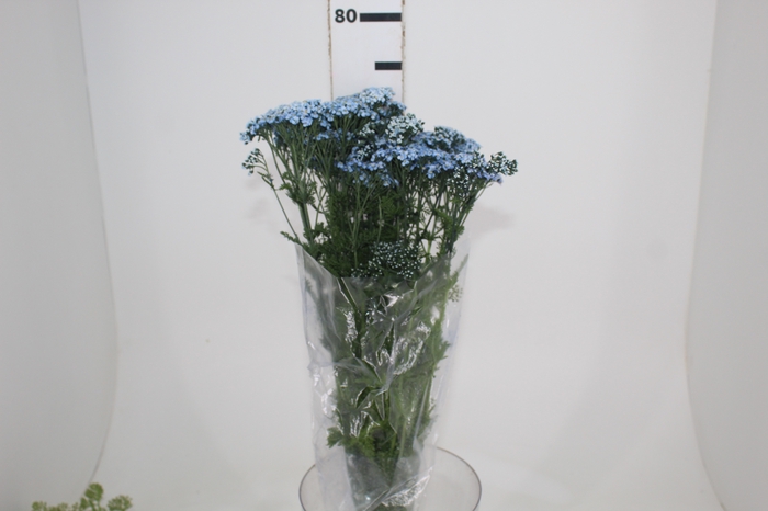 ACHILLEA MILLEFOLIUM AZUL TINTURADA 070 CM