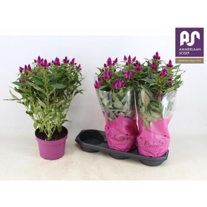 CEL DEEP PURPLE