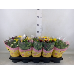 Chrysanthemum   ..mix/pot