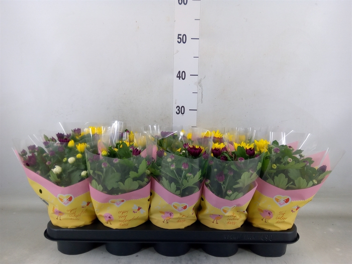 <h4>Chrysanthemum   ..mix/pot</h4>