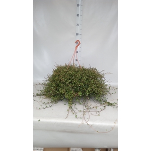 Muehlenbeckia com. 'Mao'ri'