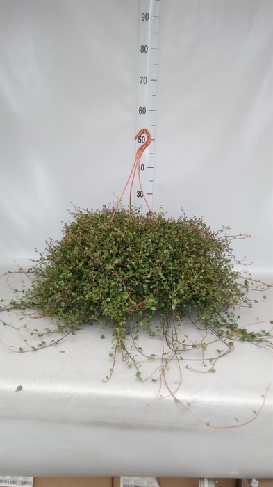 <h4>Muehlenbeckia com. 'Mao'ri'</h4>