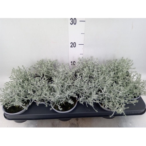 Leucophyta brownii