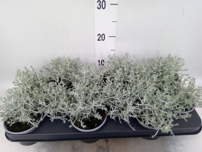 <h4>Leucophyta brownii</h4>