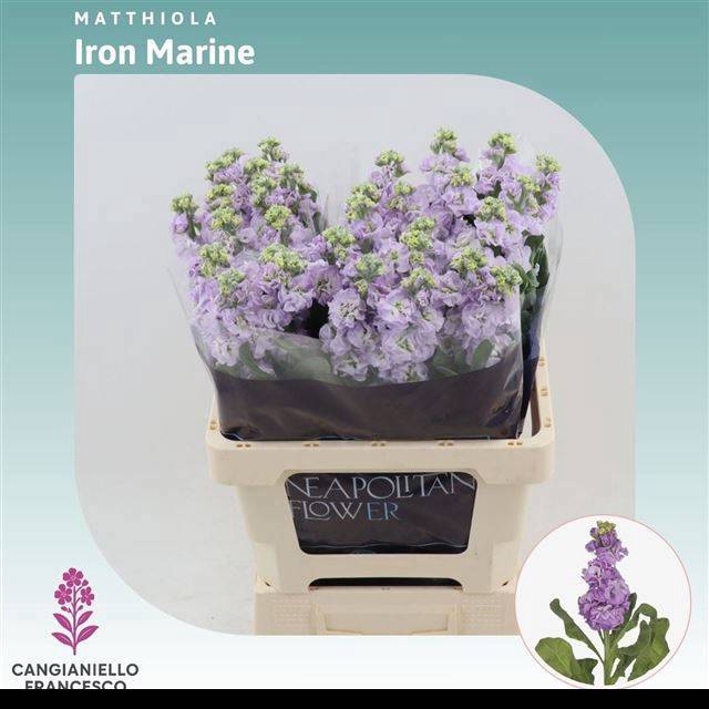 <h4>MATTH IRON MARINE</h4>