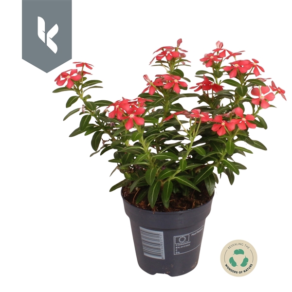 <h4>Catharanthus Soirée Red</h4>