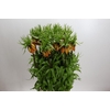 Fritillaria Imperialis Orange Beauty