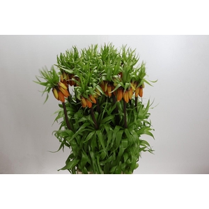 Fritillaria Imperialis Orange Beauty