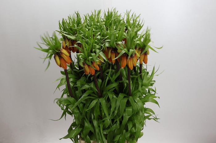 <h4>Fritillaria Imperialis Orange Beauty</h4>