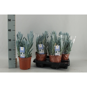 CURIO FIC MT EVEREST