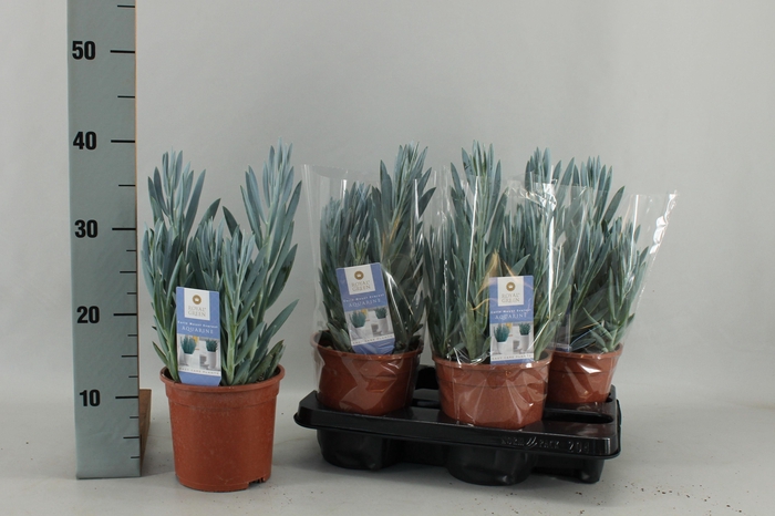 <h4>CURIO FIC MT EVEREST</h4>