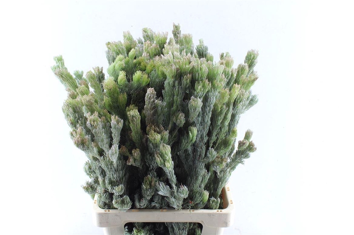 <h4>Kaaps Adenanthos</h4>