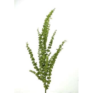 RUMEX CRISP UNICORN