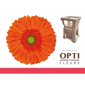 Gerbera Atlanta Water