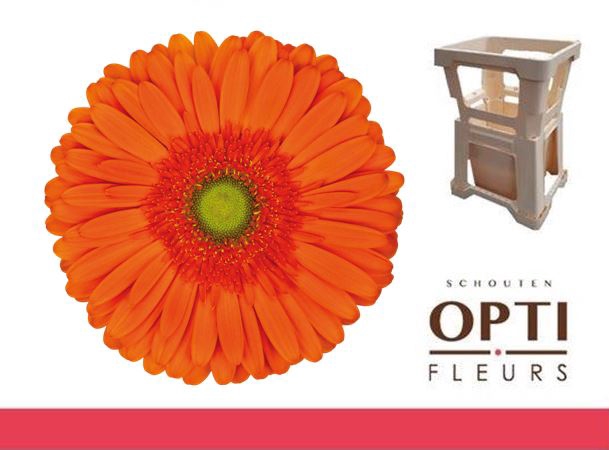 <h4>Gerbera Atlanta Water</h4>