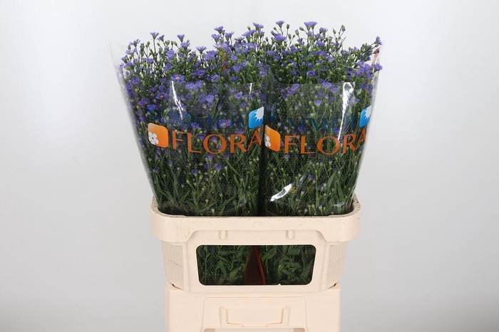 <h4>Aster Casamare</h4>