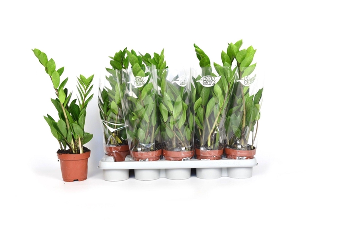 <h4>Zamioculcas 45 2veren</h4>