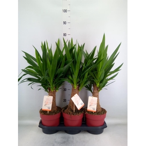 Yucca elephantipes   ...