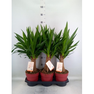 Yucca elephantipes   ...