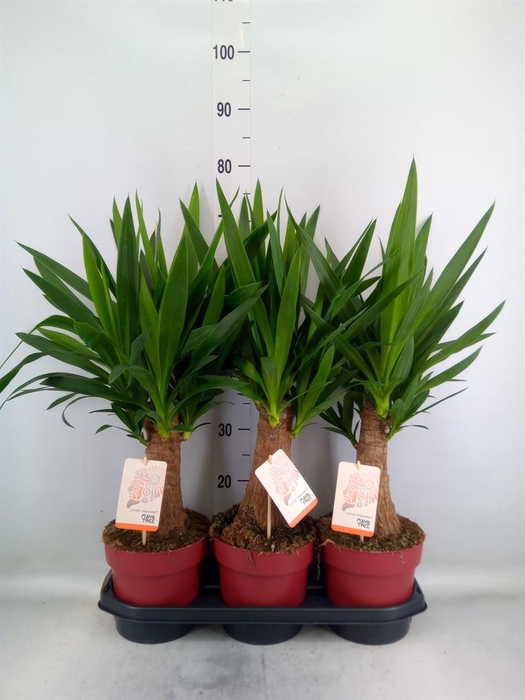<h4>Yucca elephantipes   ...</h4>
