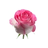 ROSA CANDY AVALANCHE 060 CM ESTUFA