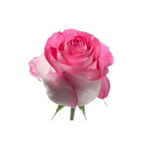 ROSA CANDY AVALANCHE 040 CM ESTUFA