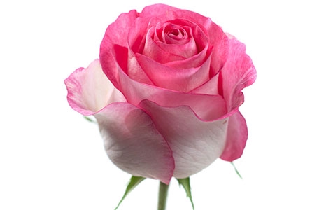 ROSA CANDY AVALANCHE 050 CM ESTUFA