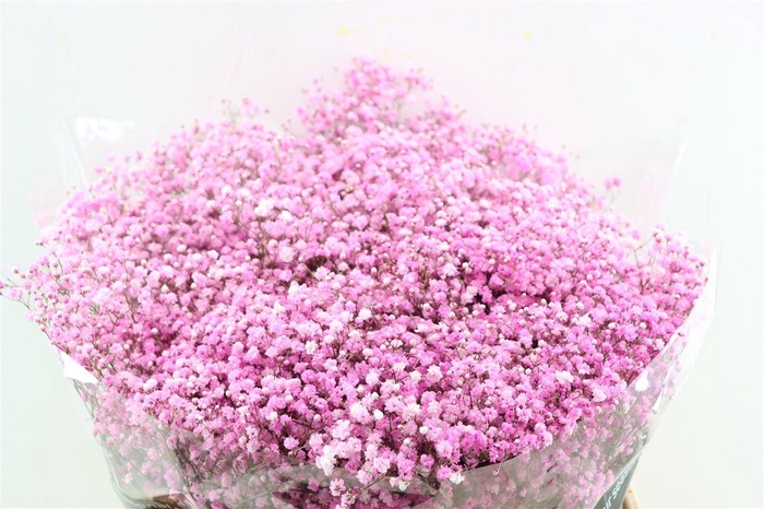 <h4>Gyps Pa. Pink Light</h4>